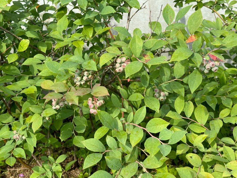 黄緑色の沢山の葉っぱとブルーベリーの実が沢山なっている
